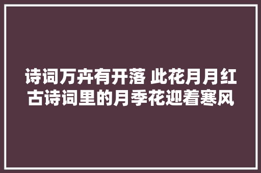 诗词万卉有开落 此花月月红古诗词里的月季花迎着寒风绽放