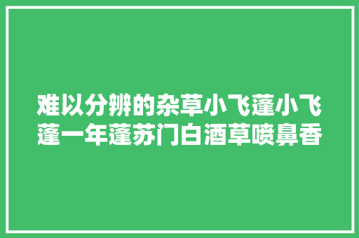 难以分辨的杂草小飞蓬小飞蓬一年蓬苏门白酒草喷鼻香丝草