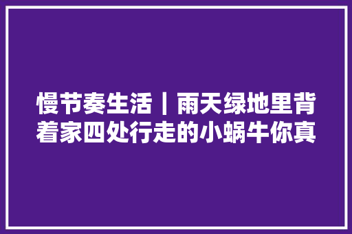 慢节奏生活｜雨天绿地里背着家四处行走的小蜗牛你真的很可爱