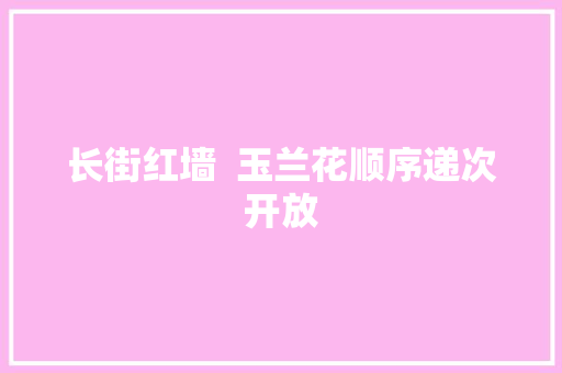 长街红墙  玉兰花顺序递次开放