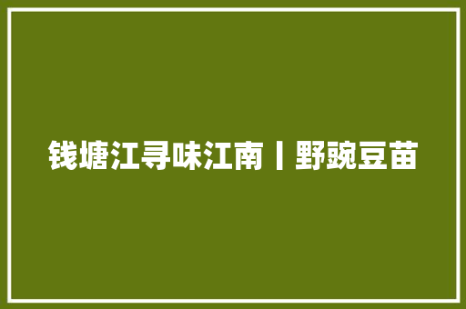 钱塘江寻味江南丨野豌豆苗