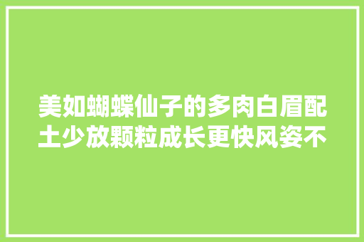 美如蝴蝶仙子的多肉白眉配土少放颗粒成长更快风姿不减