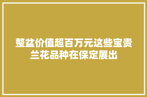 整盆价值超百万元这些宝贵兰花品种在保定展出