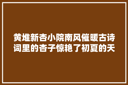 黄堆新杏小院南风催暖古诗词里的杏子惊艳了初夏的天空