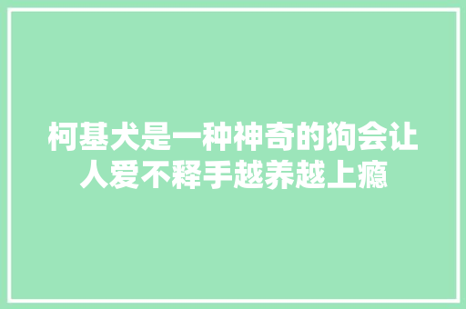 柯基犬是一种神奇的狗会让人爱不释手越养越上瘾