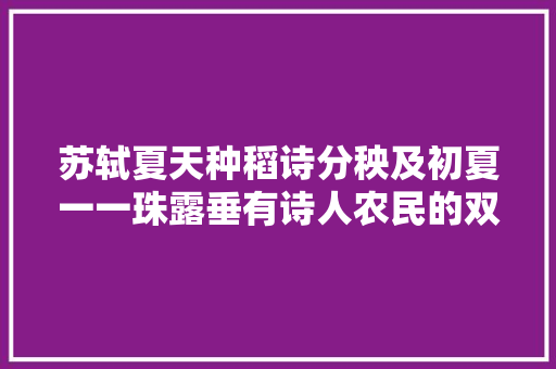 苏轼夏天种稻诗分秧及初夏一一珠露垂有诗人农民的双重快乐
