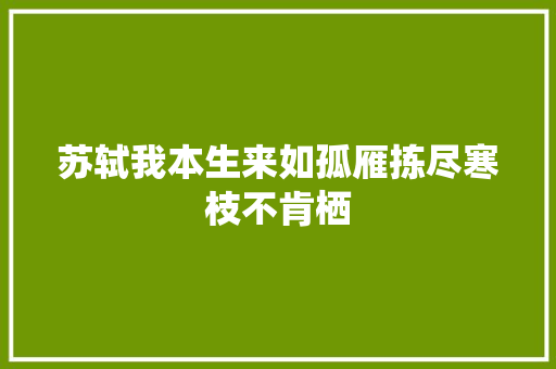 苏轼我本生来如孤雁拣尽寒枝不肯栖