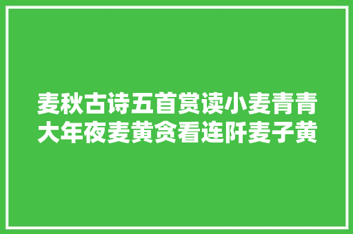 麦秋古诗五首赏读小麦青青大年夜麦黄贪看连阡麦子黄