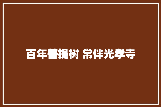 百年菩提树 常伴光孝寺