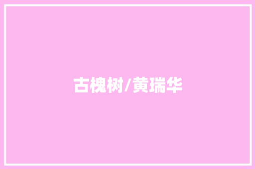 古槐树/黄瑞华