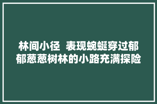 林间小径  表现蜿蜒穿过郁郁葱葱树林的小路充满探险的氛围