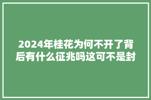 2024年桂花为何不开了背后有什么征兆吗这可不是封建迷信