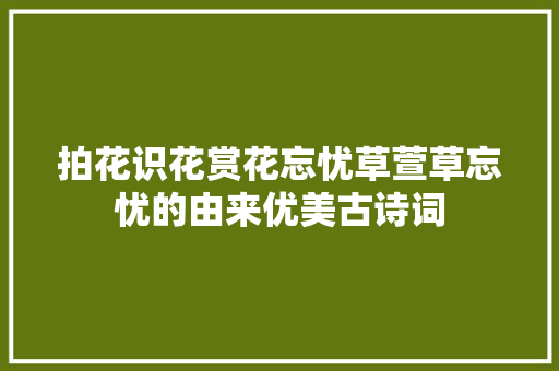 拍花识花赏花忘忧草萱草忘忧的由来优美古诗词