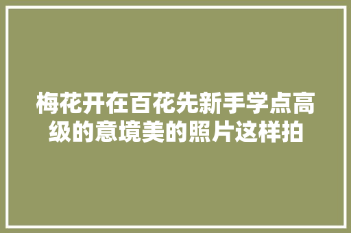 梅花开在百花先新手学点高级的意境美的照片这样拍