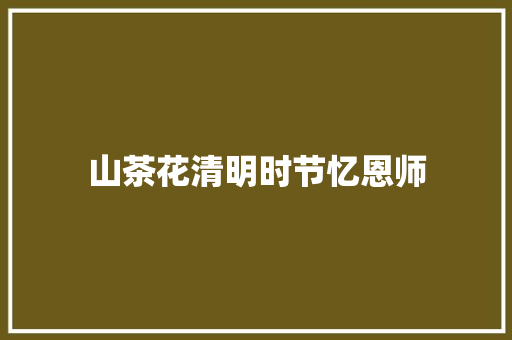 山茶花清明时节忆恩师