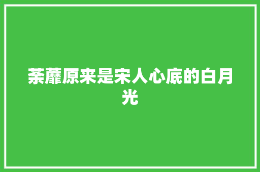 荼蘼原来是宋人心底的白月光