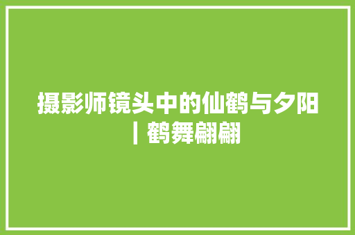 摄影师镜头中的仙鹤与夕阳｜鹤舞翩翩