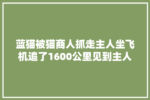 蓝猫被猫商人抓走主人坐飞机追了1600公里见到主人蓝猫大年夜哭大年夜叫