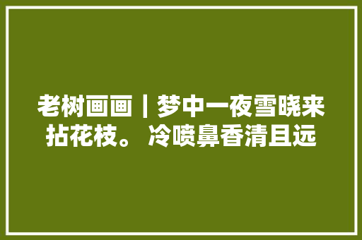 老树画画｜梦中一夜雪晓来拈花枝。 冷喷鼻香清且远想起一首诗。