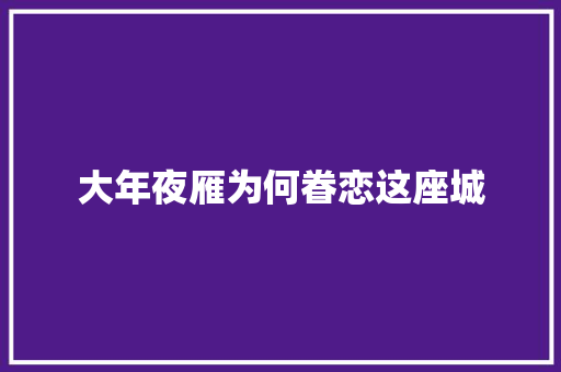 大年夜雁为何眷恋这座城