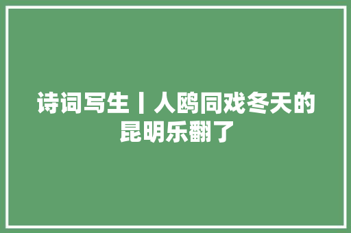 诗词写生丨人鸥同戏冬天的昆明乐翻了