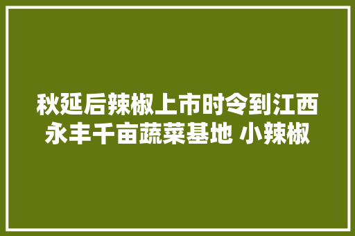 秋延后辣椒上市时令到江西永丰千亩蔬菜基地 小辣椒成致富大年夜家当