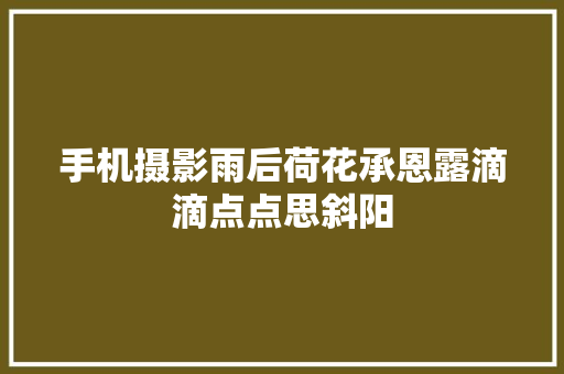 手机摄影雨后荷花承恩露滴滴点点思斜阳